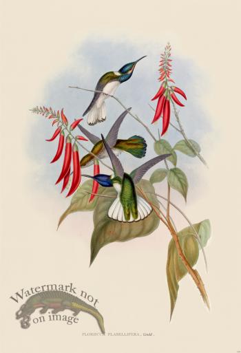 Gould Hummingbird 114